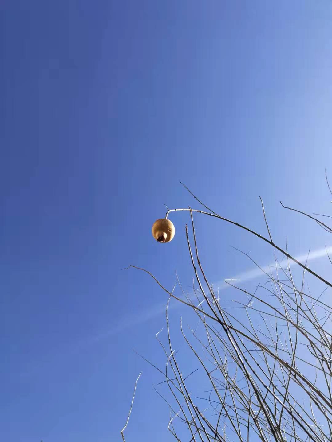 石榴.jpg
